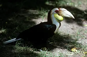 Rhyticeros: Wreather Hornbill - on ground