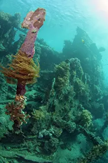 Wreck: Wreck - with sun in background - Japanese Wreck