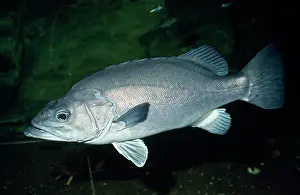 Basses: Wreckfish / Stone Bass