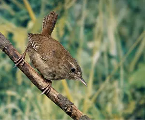 Wrens: Wren - adult on branch