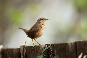 Wrens: Wren adult standing on fence with nesting material