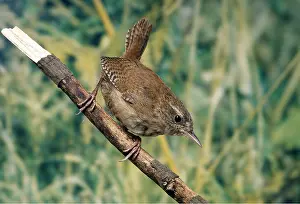 Stick: WREN - adult on stick