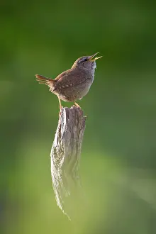 Breath: Wren - Back-lit, early morning with the birds