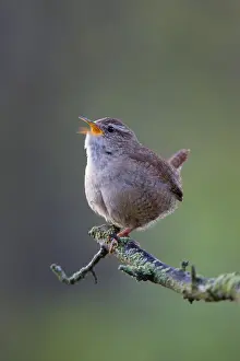 Burst: Wren - Back-lit image of wren singing in early