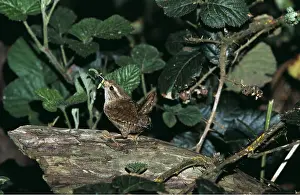 Grub: WREN - with beak full of grubs