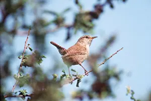 Wrens: WREN - on branch
