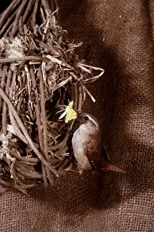 Martin Beames: WREN - carrying Brimstone moth to nest with sacking