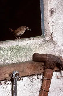 Window: WREN - carrying food in beak