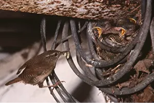 Begging: WREN - feeding chicks at unusual nesting site