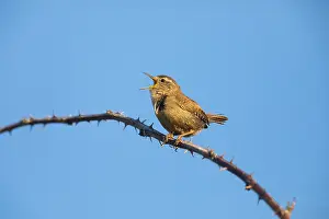 Troglodytes: Wren - male singing in springtime, North Hessen, Germany