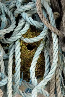 Ropes: Wren - nest built amongst ropes in garden shed