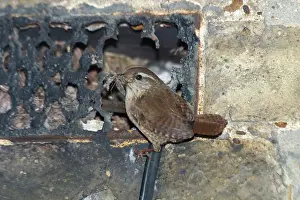 Wrens: Wren at nest - With food in mouth at nest entrance