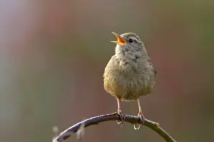 Jake Stephen: Wren on perch singing