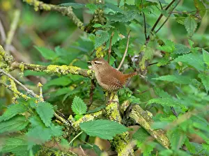 Nettles: Wren - perched on branch amongst nettles - September