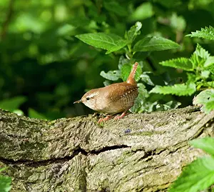 Nettles: Wren - perched on branch amongst nettles - September