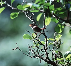 Twigs: Wren - perched on twigs