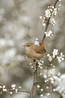 Blackthorns: Wren - Perching in Blackthorn blossom, Spring