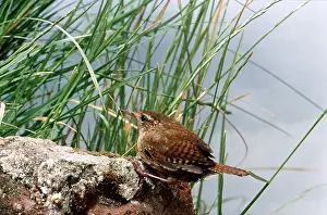 Wrens: WREN - on rock beside reeds
