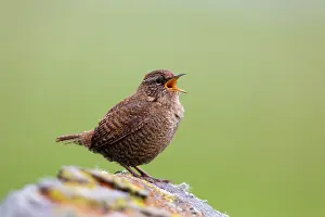 Wrens: Wren singing