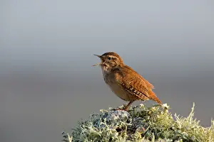 Wren: Wren - singing