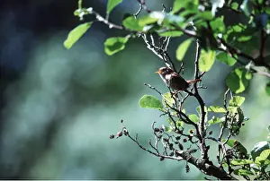 Hedges: WREN - singing