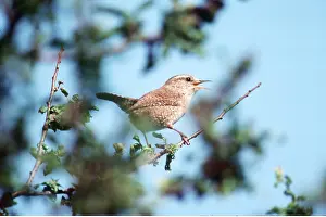 Wrens: WREN - singing