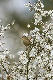 Blackthorns: Wren - Singing In Blackthorn blossom, Spring