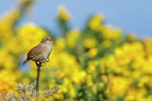 Gorse: Wren - singing from Gorse bush in Spring