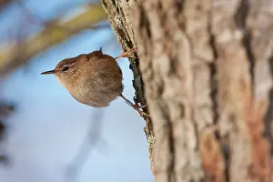 David Kilbey: Wren - Single adult bird with ring on leg