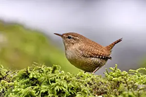 Troglodytidae: Wren (Troglodyte troglodytes) seeking food in moss