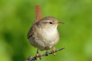 Wrens: Wren