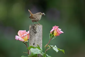 Troglodytes: Wren (Troglodytes troglodytes) adult bird with insects