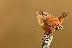 Franche: Wren (Troglodytes troglodytes) on a branch in the