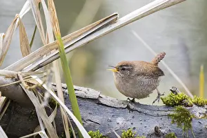 Reeds: Wren (Troglodytes troglodytes) singing on a branch next to dry reeds on the bank