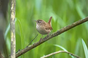 Place: A wren (Troglodytes troglodytes) sitting on a branch