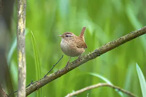 Place: A wren (Troglodytes troglodytes) sitting on a branch