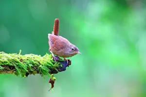 251020: Wren (Troglodytes troglodytes) squab sits on a mossy