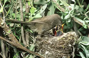 Diego: Wrentit (Chamaea fasciata)