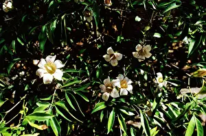R S H Beamish: WrightIs GARDENIA