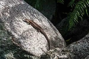Skink: Wright's Skink
