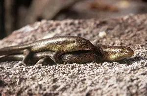 Skink: Wright's Skink