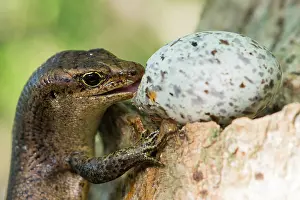 Skink: Wright's Skink