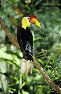 Wrinkled: Wrinkled Hornbill