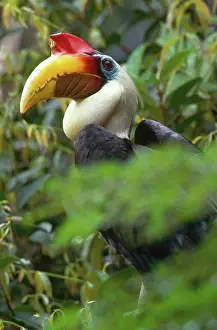 Wrinkled: Wrinkled Hornbill