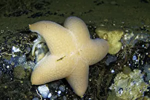 Wrinkled: Wrinkled Star (Pteraster militaris), White Sea