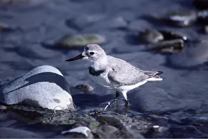 Maureen Brown: WRYBILL