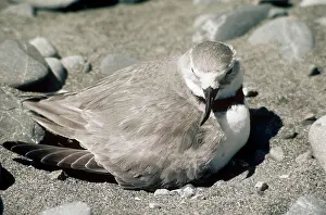 Frontalis: Wrybill - adult female at nest