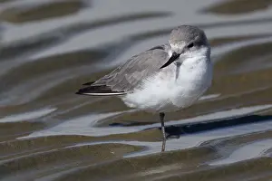 090818: Wrybill - the only bird in the world whose beak