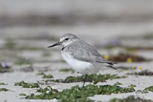 Frontalis: Wrybill / Ngutuparore