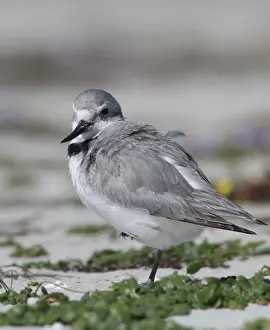 Frontalis: Wrybill / Ngutuparore